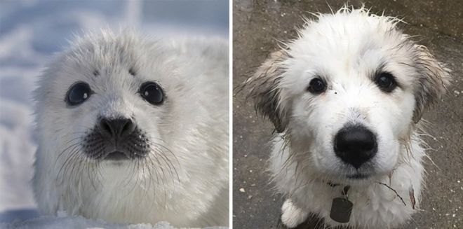 Photography: 25 Cute Photos That Will Convince You Dogs and Seals Are Related #12 - BigPicture.ru