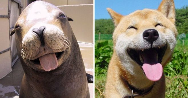 Photography: 25 Cute Photos That Will Convince You Dogs and Seals Are Related #16 - BigPicture.ru