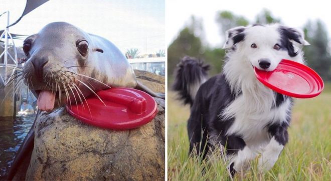Photography: 25 Cute Photos That Will Convince You Dogs and Seals Are Related #3 - BigPicture.ru