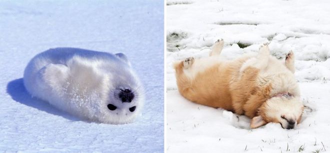 Photography: 25 Cute Photos That Will Convince You Dogs and Seals Are Related #23 - BigPicture.ru