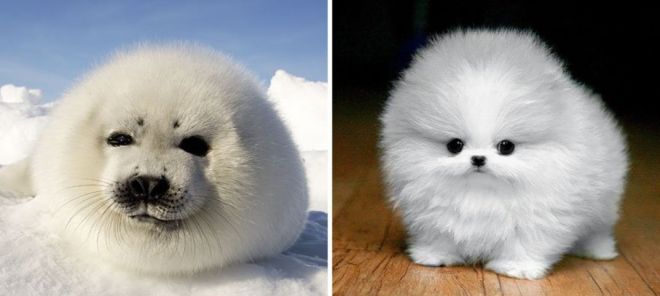 Photography: 25 Cute Photos That Will Convince You Dogs and Seals Are Related #2 - BigPicture.ru