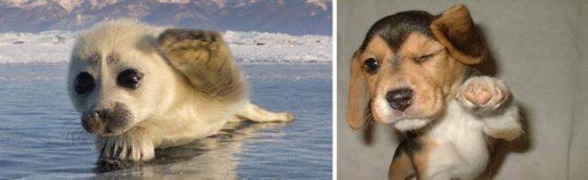 Photography: 25 Cute Photos That Will Convince You Dogs and Seals Are Related #20 - BigPicture.ru