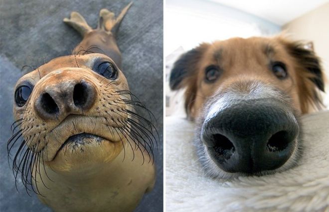 Photography: 25 Cute Photos That Will Convince You Dogs and Seals Are Related #26 - BigPicture.ru