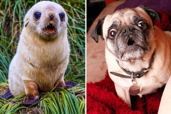 Photography: 25 Cute Photos That Will Convince You Dogs and Seals Are Related #13 - BigPicture.ru