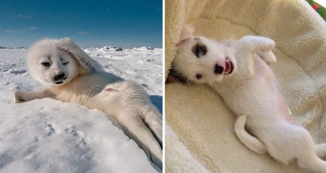 Photography: 25 Cute Photos That Will Convince You Dogs and Seals Are Related #15 - BigPicture.ru