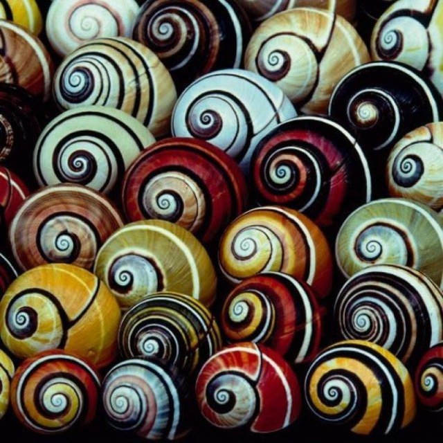 Bigpicture.ru Polymites – unique painted snails of Cubazau3twekeme1