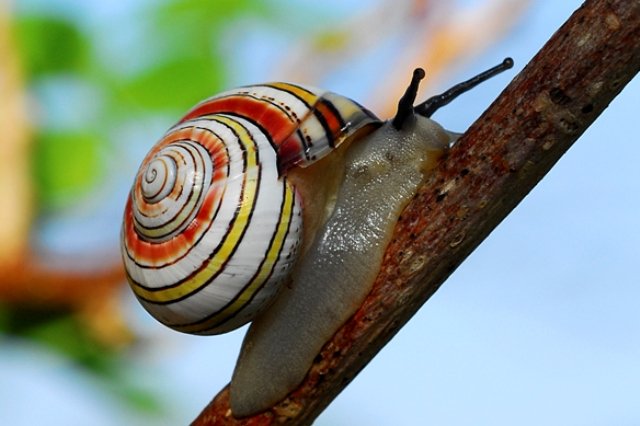 Bigpicture.ru Polymites – unique painted snails of Cuba3