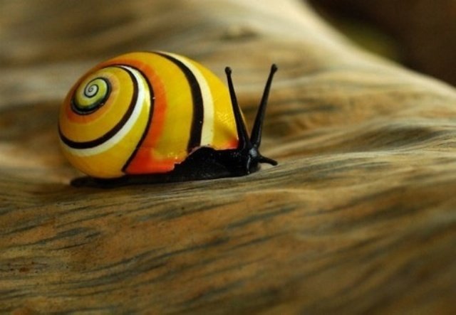 Bigpicture.ru Polymites – unique painted snails of Cubae362ecc9432c0bf207169cb153a8c1b4