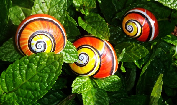 Bigpicture.ru Polymites – unique painted snails of Cuba14