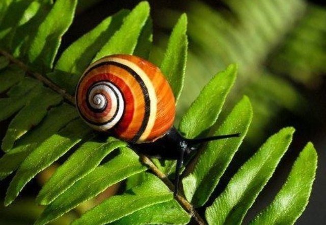 Bigpicture.ru Polymites – unique painted snails of Cubasiwzhzbqk c