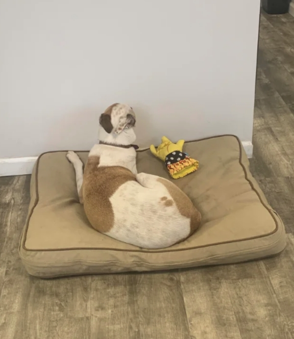 Photography: When Your Pet Is a Little Weird: 15 Photos and GIFs That Are Sure to Make You Laugh #2 - BigPicture.ru