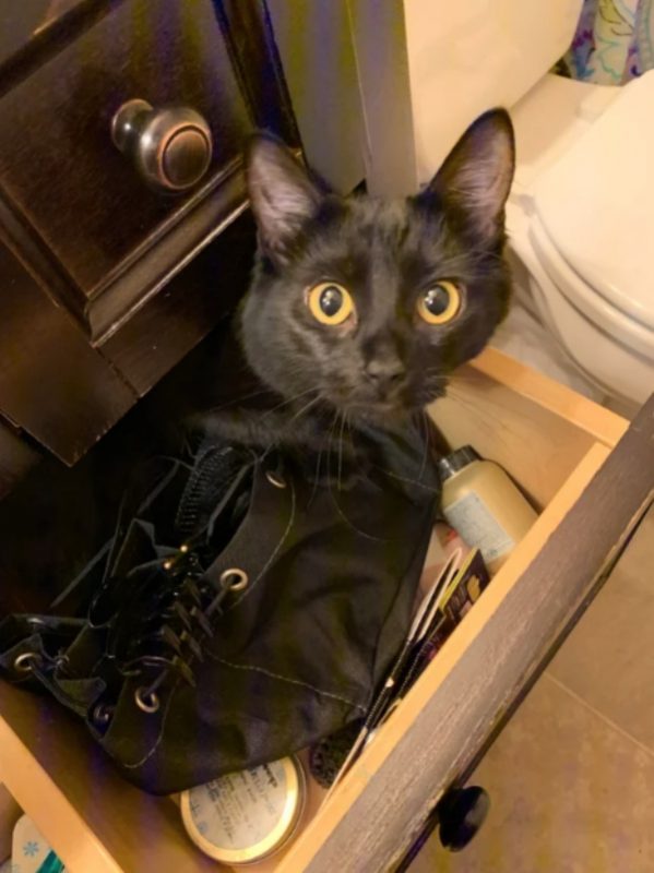 Photography: When Your Pet Is a Little Weird: 15 Photos and GIFs That Are Sure to Make You Laugh #5 - BigPicture.ru