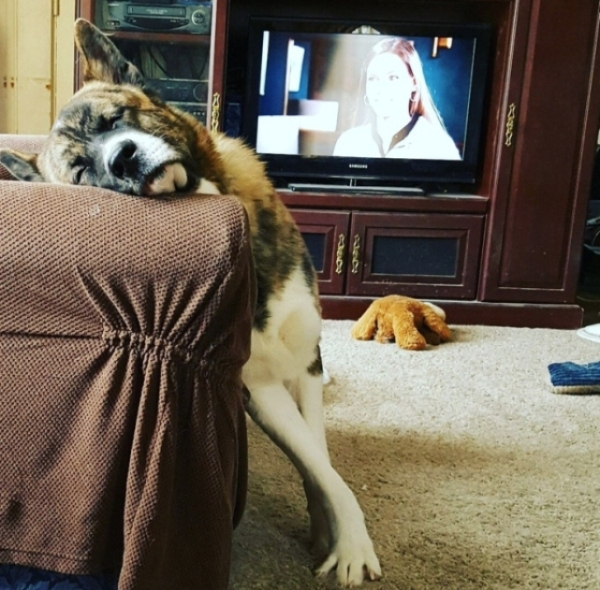 Photography: When Your Pet Is a Little Weird: 15 Photos and GIFs That Are Sure to Make You Laugh #7 - BigPicture.ru