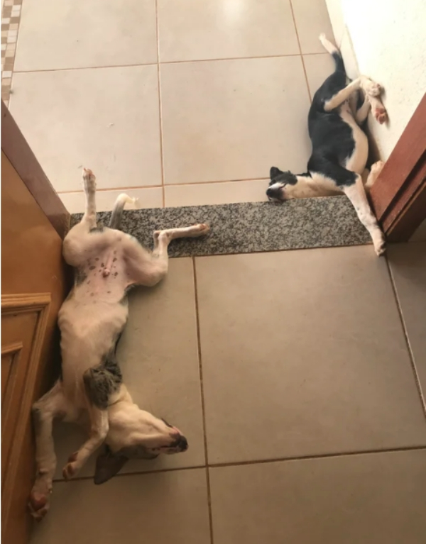 Photography: When Your Pet Is a Little Weird: 15 Photos and GIFs That Are Sure to Make You Laugh #3 - BigPicture.ru