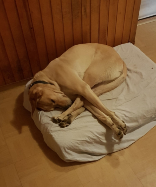 Photography: When Your Pet Is a Little Weird: 15 Photos and GIFs That Are Sure to Make You Laugh #15 - BigPicture.ru