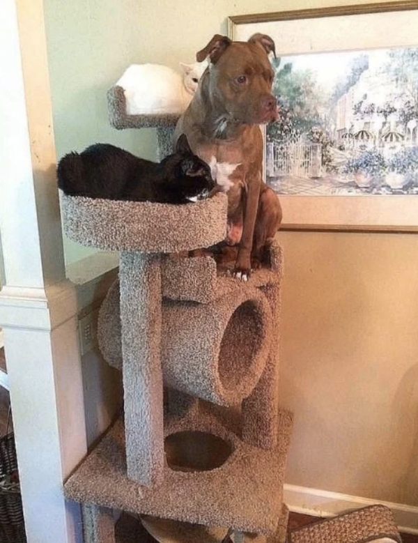 Photography: When Your Pet Is a Little Weird: 15 Photos and GIFs That Are Sure to Make You Laugh #16 - BigPicture.ru