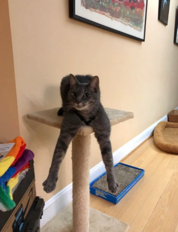 Photography: When Your Pet Is a Little Weird: 15 Photos and GIFs That Are Sure to Make You Laugh #13 - BigPicture.ru