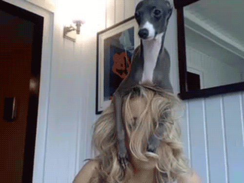Photography: When Your Pet Is a Little Weird: 15 Photos and GIFs That Are Sure to Make You Laugh #14 - BigPicture.ru