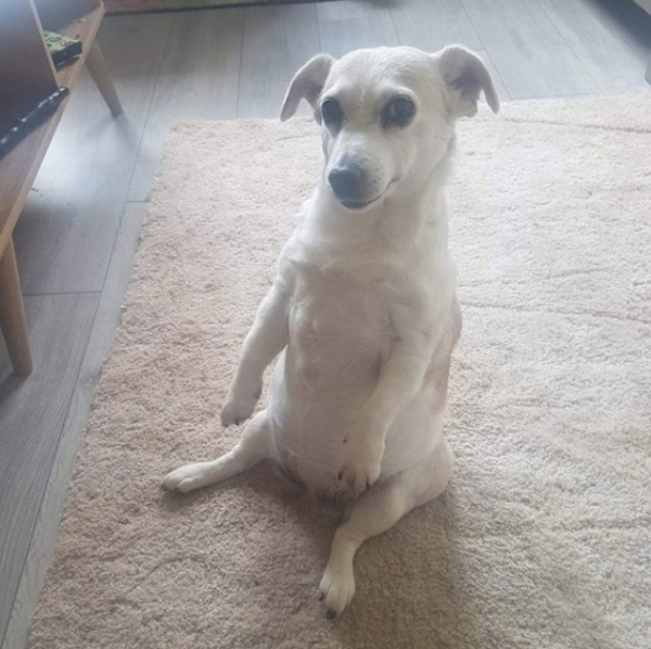 Photography: When Your Pet Is a Little Weird: 15 Photos and GIFs That Are Sure to Make You Laugh #9 - BigPicture.ru