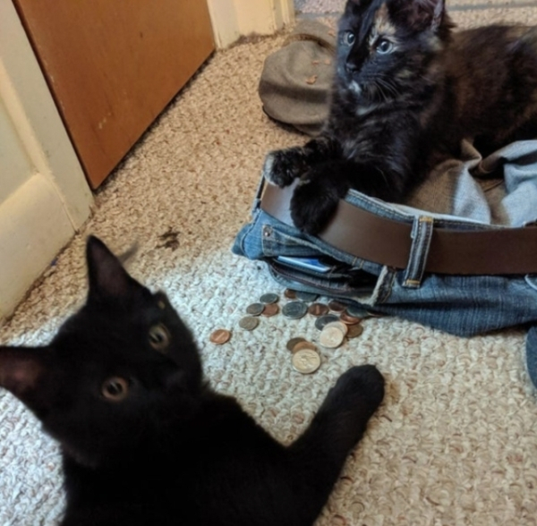 Photography: When Your Pet Is a Little Weird: 15 Photos and GIFs That Are Sure to Make You Laugh #8 - BigPicture.ru