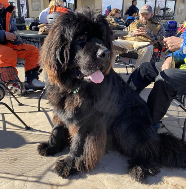 Bigpicture.ru photos of very large animals