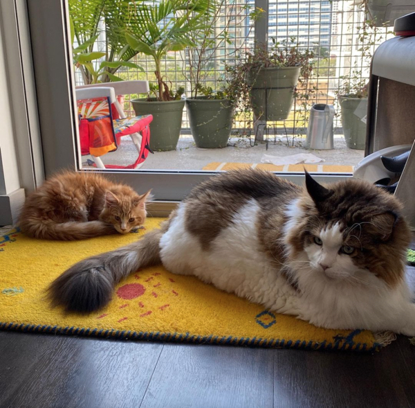 Bigpicture.ru photos of very large animals. Shot 2021 06 02 at 11:40:54 am