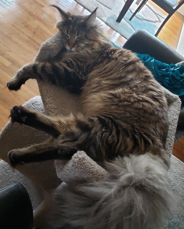 Bigpicture.ru photos of very large animals