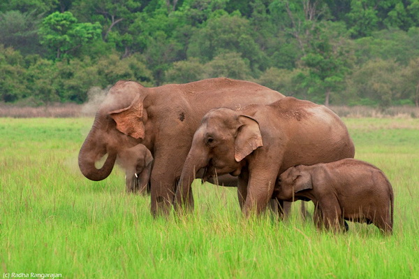 Elephants