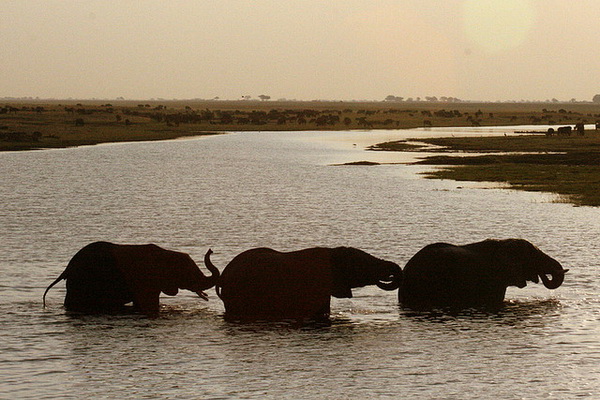 Elephants