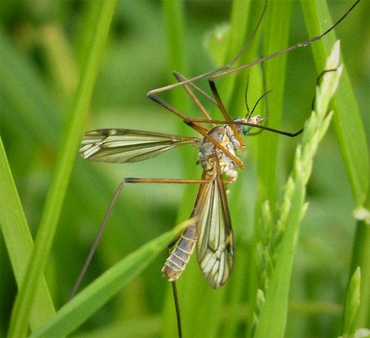 tipula