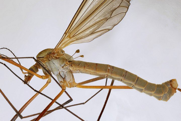 tipula