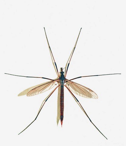 tipula