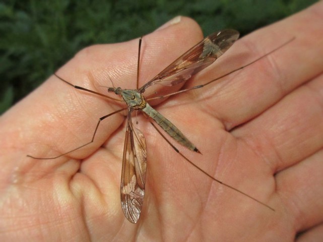 a crane fly on a person's palm