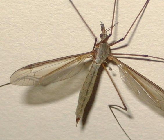close-up of tipula