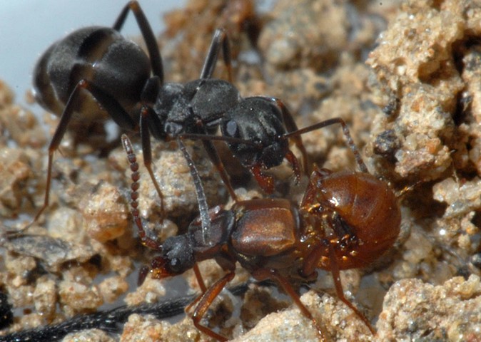 Lomehuza and the Ant