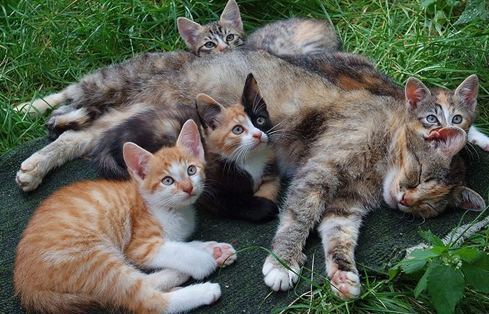 The cat has lived a relaxed, domestic life for the last three of its lives.