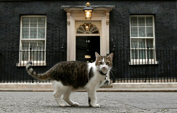 Cats have unique flexibility, agility and endurance.