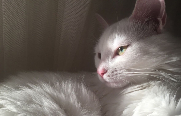 The legend of nine lives is associated with the goddess Bastet.