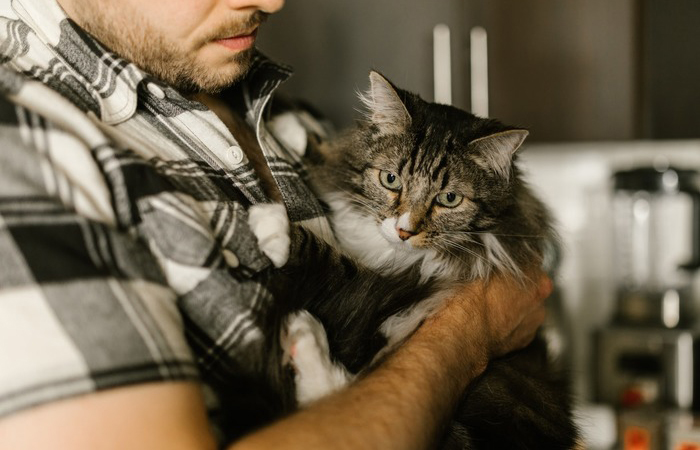 But in Ancient Greece, the goddess Moon could transform into a cat.