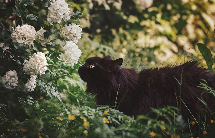 God Shiva gave the cat nine lives.