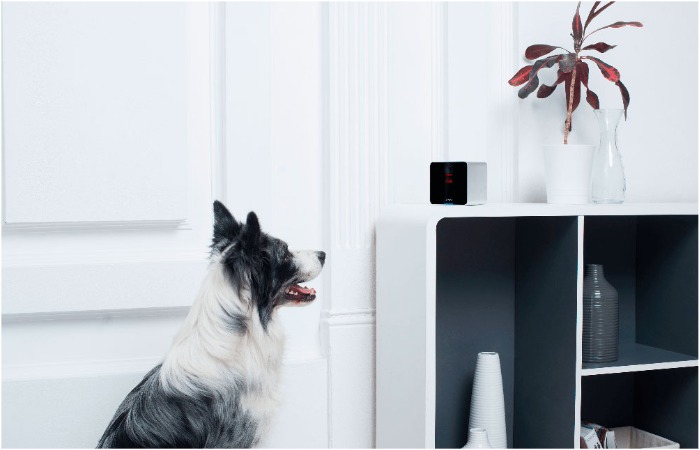 To alleviate their pets' loneliness, some people use cameras. / Source: petcube.com