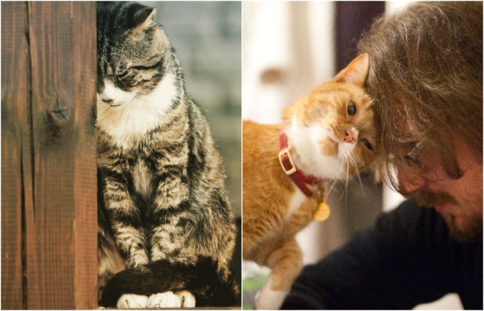 As it turns out, cats are not as independent as they might seem at first glance...