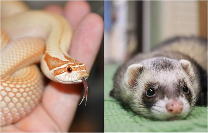 Some animals enjoy being alone.