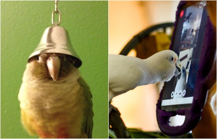 Parrots aren't that attached to people, but there's a catch...