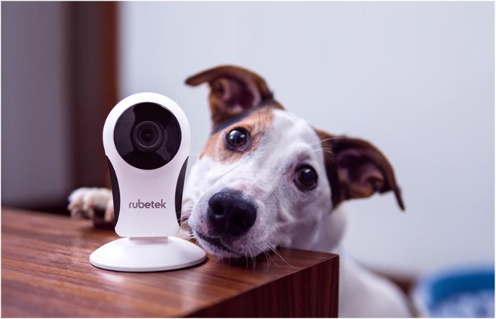 Some cameras feature two-way communication for remote communication with your pet. / Source: gidpostroy.ru