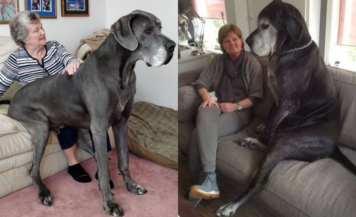 22 Photos of Really Big Animals Who Forgot They’re Big 22 Photos of Really Big Animals Who Forgot They’re Big