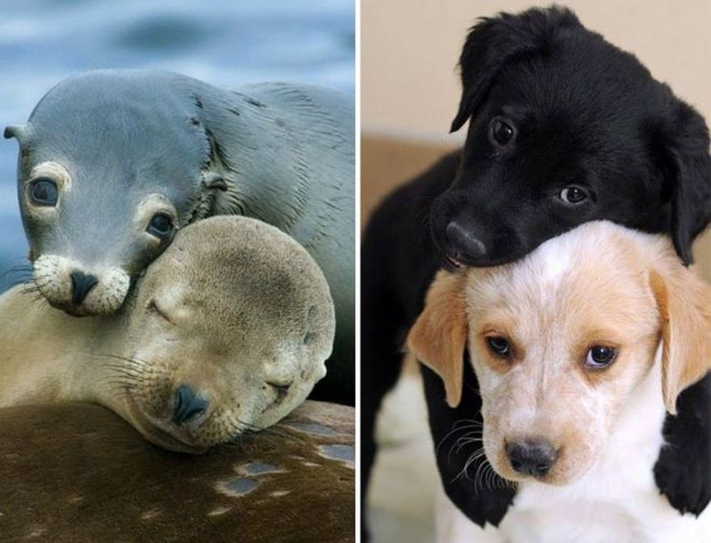 25 Cute Photos Proving Dogs and Seals Are Related 25 Cute Photos Proving Dogs and Seals Are Related