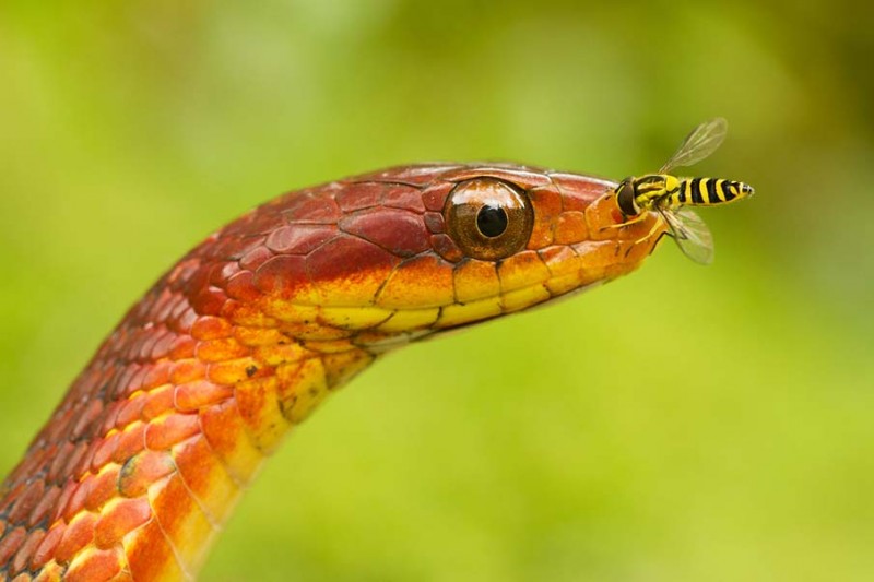50 Photos of Adorable Snakes