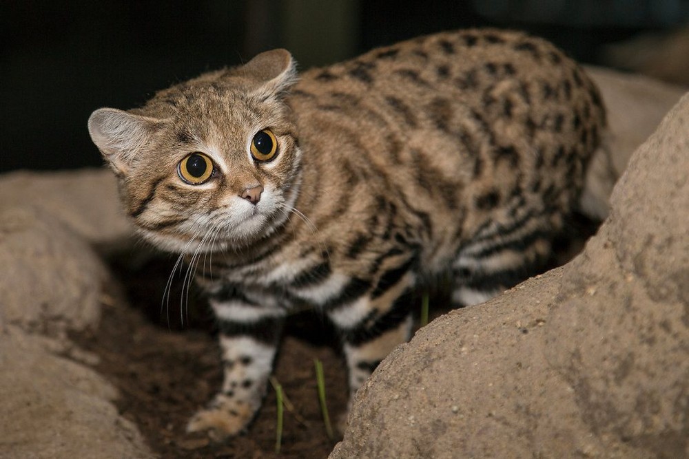 A tiny but deadly cat lives in Africa. It’s more dangerous than a leopard or a lion.