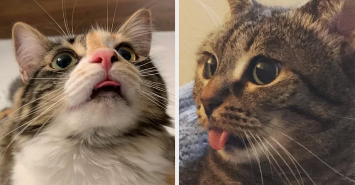 Anything suits cats. Even a tongue hanging out! Anything suits cats. Even a tongue hanging out!